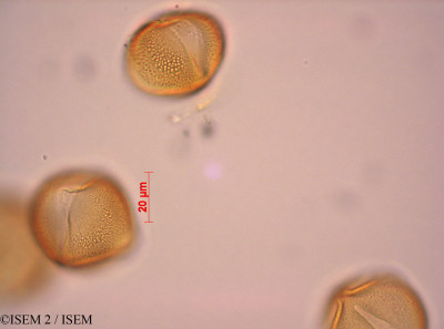 Paeonia mascula subsp. coriacea - lame n° 27545